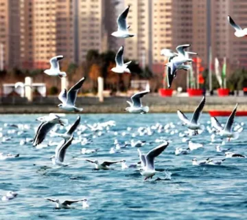 Chitgar Lake (khalije fars lake)